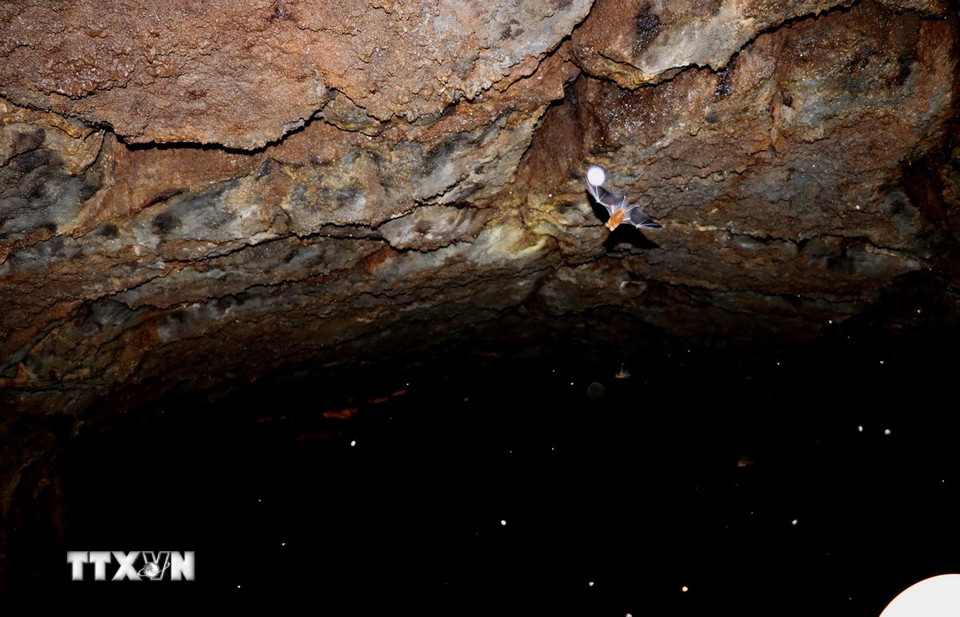 Phần vòm trên của hang được cấu tạo bởi lớp dung nham từ hàng triệu năm. (Ảnh: Sỹ Tuyên/TTXVN)