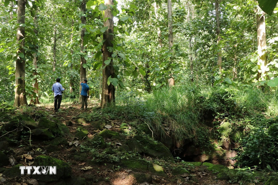 Hệ thống hang động núi lửa nằm giữa cánh rừng giá tỵ thuộc địa bàn huyện Định Quán và Tân Phú (cũ), nay là xã Phú Hòa, tỉnh Đồng Nai. (Ảnh: Sỹ Tuyên/TTXVN)