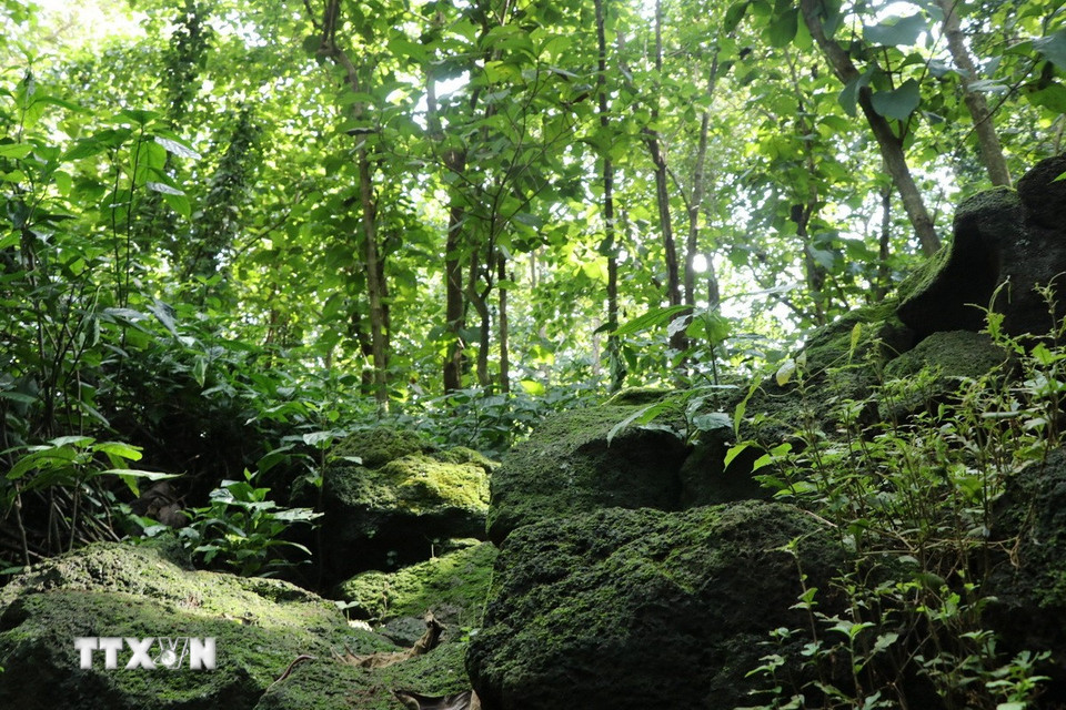 Khu vực cửa vào "hang Dơi 1", hang động được các nhà khảo sát Viện Sinh học Nhiệt đới và Hội hang động Berlin (Cộng hòa Liên bang Đức) đánh giá hang dung nham dài nhất khu vực Đông Nam Á. (Ảnh: Sỹ Tuyên/TTXVN)