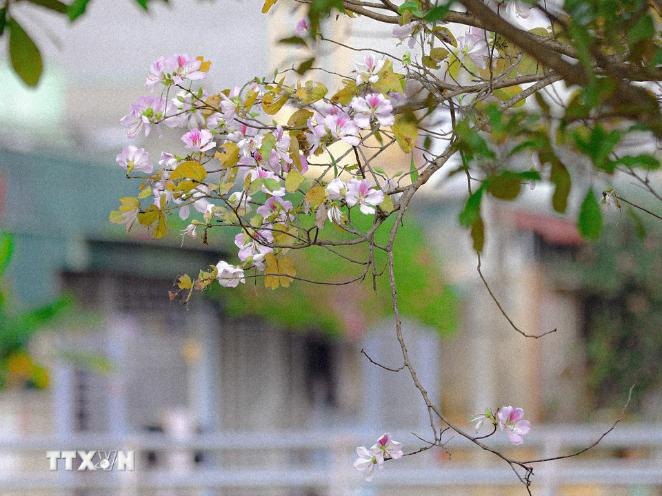 Hoa ban khoe sắc khắp phố phường Điện Biên. (Ảnh: Phan Quân/TTXVN)