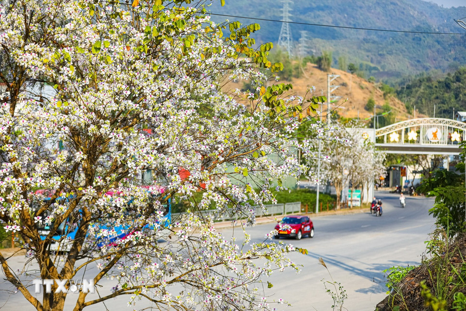 Hoa ban bung nở trên tuyến phố Võ Nguyên Giáp, phường Him Lam, thành phố Điện Biên Phủ. (Ảnh: Phan Quân/TTXVN)