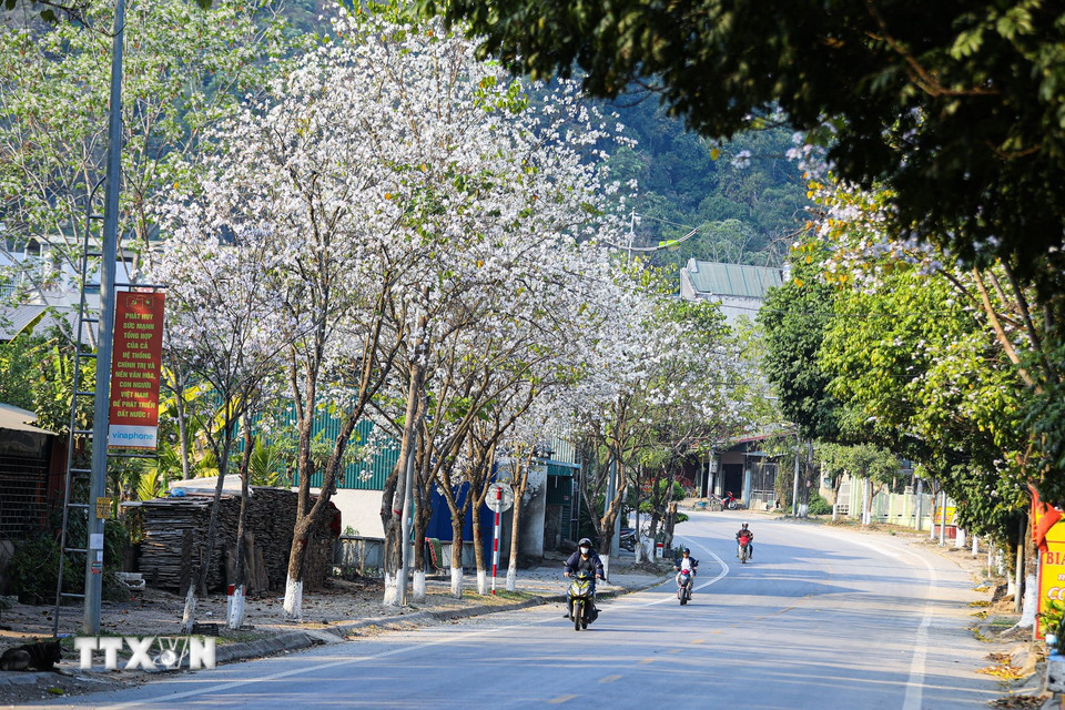 Hoa ban bung nở trên tuyến phố dẫn vào trung tâm thành phố Điện Biên Phủ. (Ảnh: Phan Quân/TTXVN)