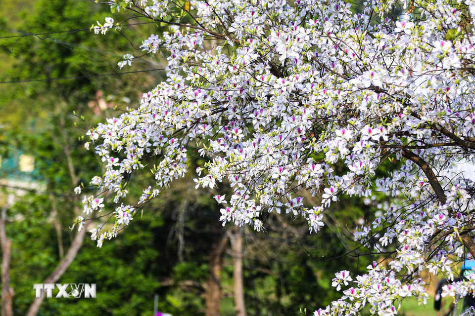 Hoa ban khoe sắc khắp phố phường Điện Biên. (Ảnh: Phan Quân/TTXVN)