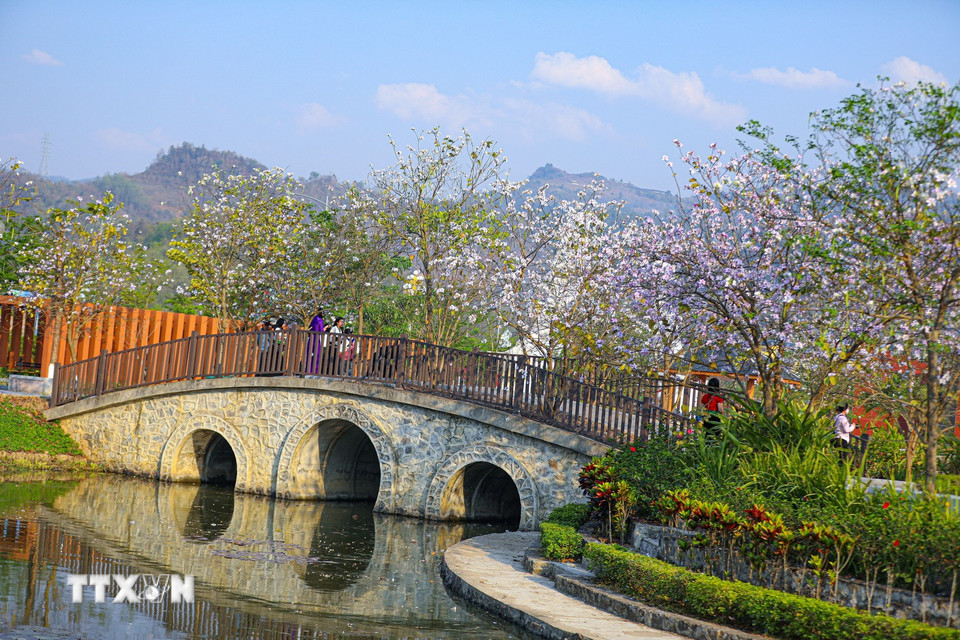 Hoa ban bung nở rực rỡ. (Ảnh: Phan Quân/TTXVN)