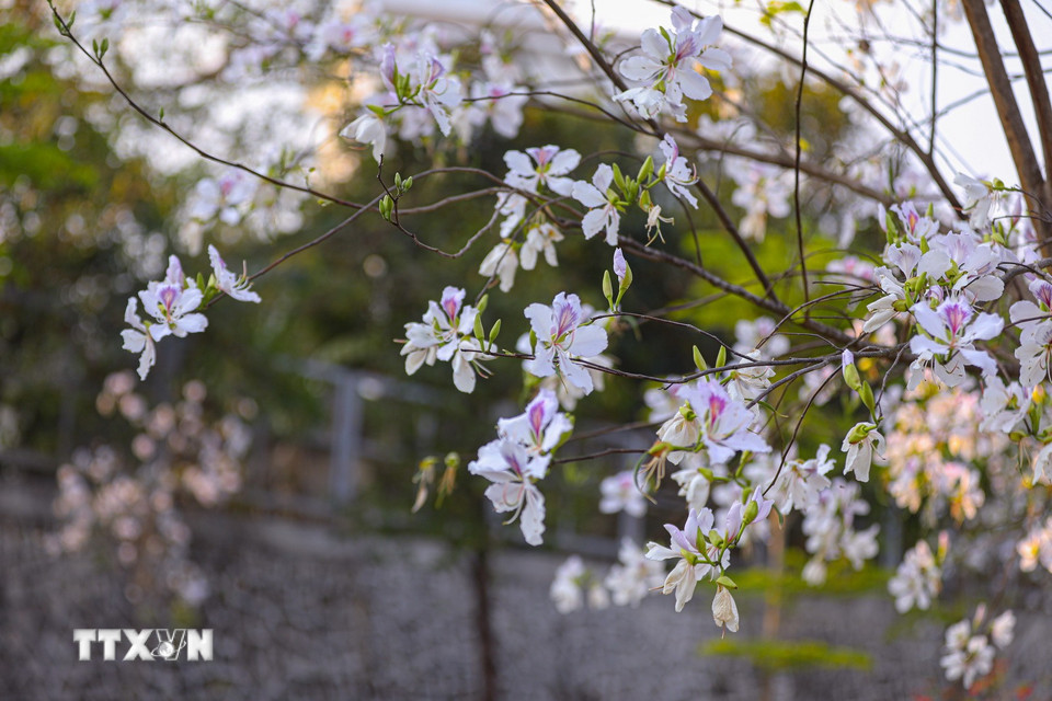 Hoa ban nở rộ trên nhiều tuyến đường thành phố Điện Biên Phủ. (Ảnh: Phan Quân/TTXVN)