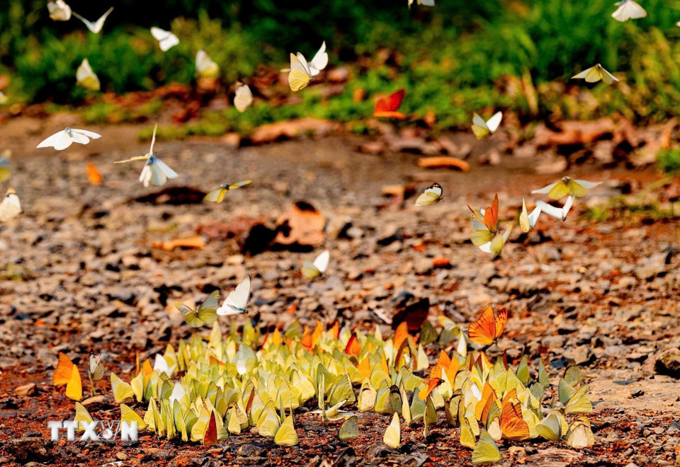 Những cánh bướm mỏng manh giúp đa dạng các loại hình du lịch của Cúc Phương. (Ảnh: Đức Phương/TTXVN)