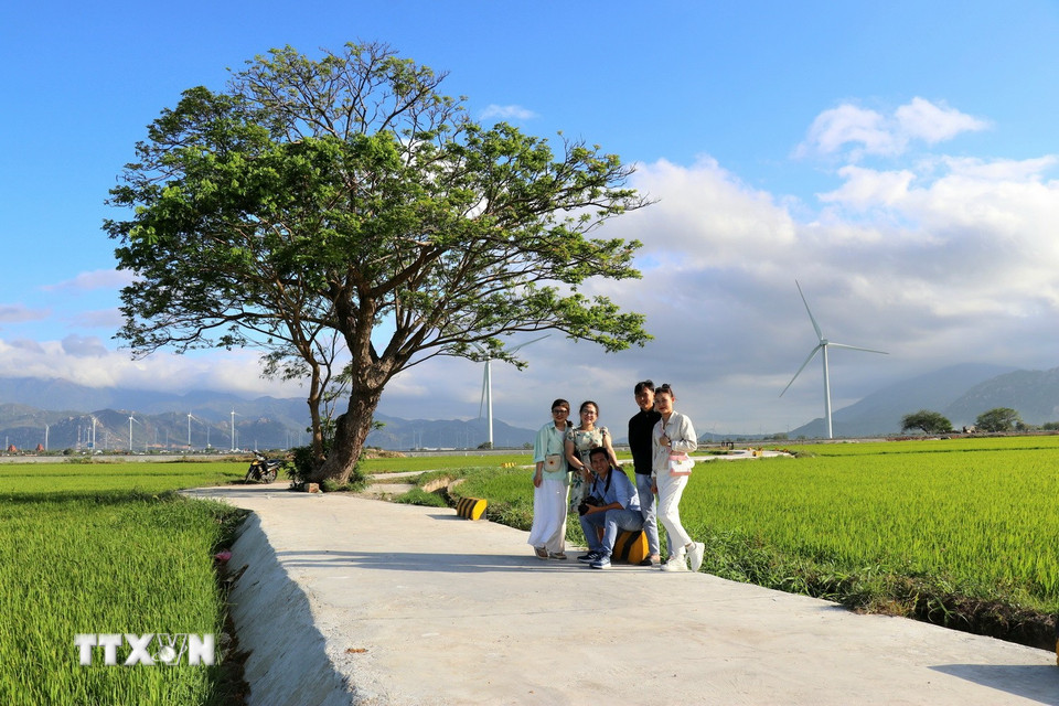 Du khách chụp ảnh check-in tại “cây cô đơn” trên cánh đồng điện gió Đầm Nại. (Ảnh: Nguyễn Thành/TTXVN)