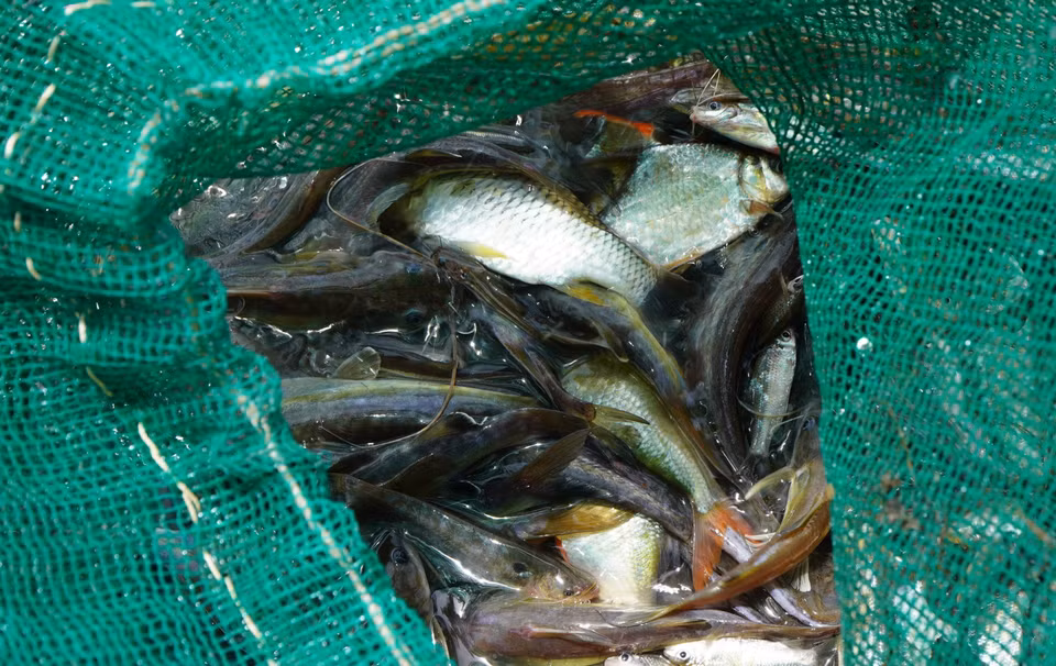 Người dân dỡ chà, bắt được nhiều loại cá. (Ảnh: Nhựt An/TTXVN)
