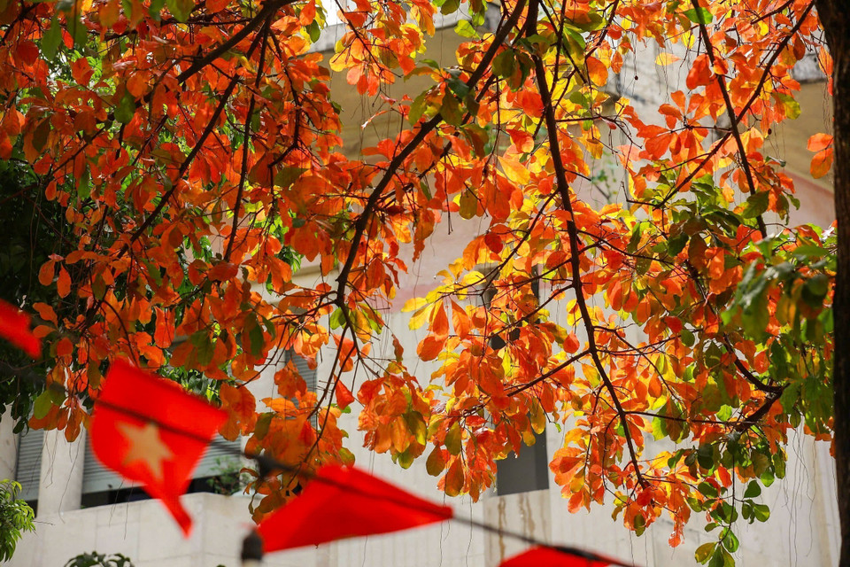 Sắc vàng, sắc đỏ len lỏi trong từng hàng cây, tuyến phố, tạo nên khung cảnh dịu dàng giữa nhịp sống tấp nập của phố thị. (Ảnh: Khánh Hòa/TTXVN)