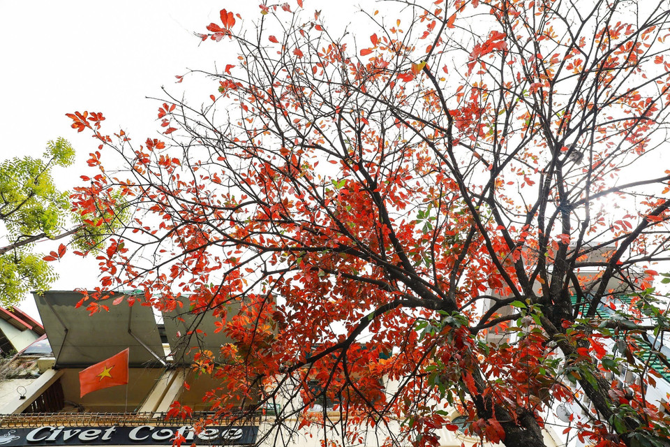 Sắc vàng, sắc đỏ len lỏi trong từng hàng cây, tuyến phố, tạo nên khung cảnh dịu dàng giữa nhịp sống tấp nập của phố thị. (Ảnh: Khánh Hòa/TTXVN)