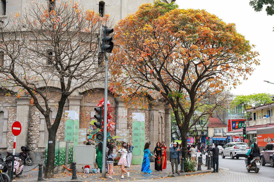 Sắc màu giao mùa của những hàng cây thay lá thu hút người dân trải nghiệm, chụp ảnh. (Ảnh: Khánh Hòa/TTXVN)