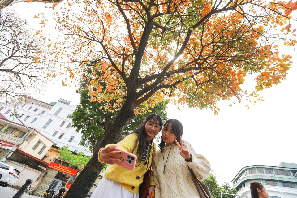 Các bạn trẻ lưu lại khoảnh khắc nên thơ trong sắc lá vàng của mùa cây thay lá. (Ảnh: Khánh Hòa/TTXVN)
