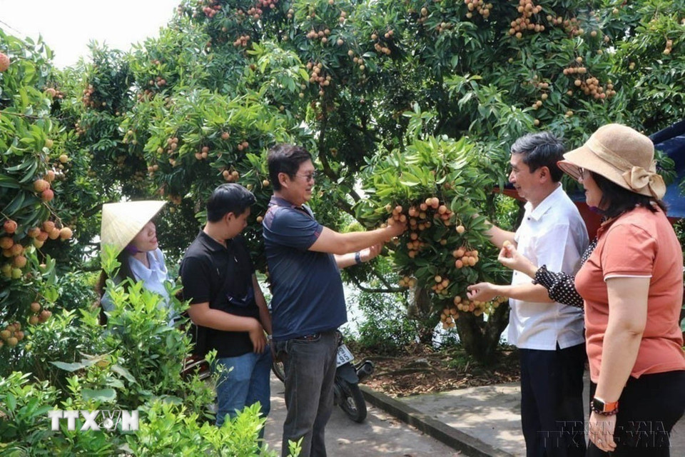 Doanh nghiệp Singapore thăm một số vườn vải thiều tại vùng nguyên liệu ở xã Thanh Xá, huyện Thanh Hà, Hải Dương. (Ảnh: Mạnh Minh/TTXVN)