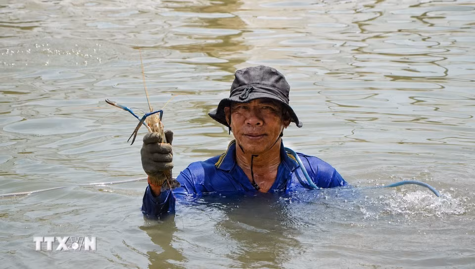 Khi dỡ chà, người dân bắt được nhiều loại thủy sản có giá trị kinh tế cao như tôm, cá trèn, cá lăng. (Ảnh: Nhựt An/TTXVN)