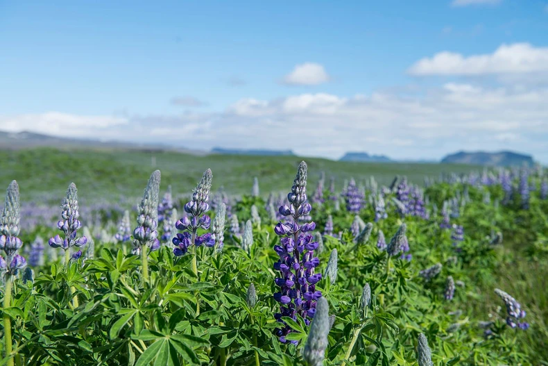 Hoa Lupin. (Nguồn: Wikipedia)