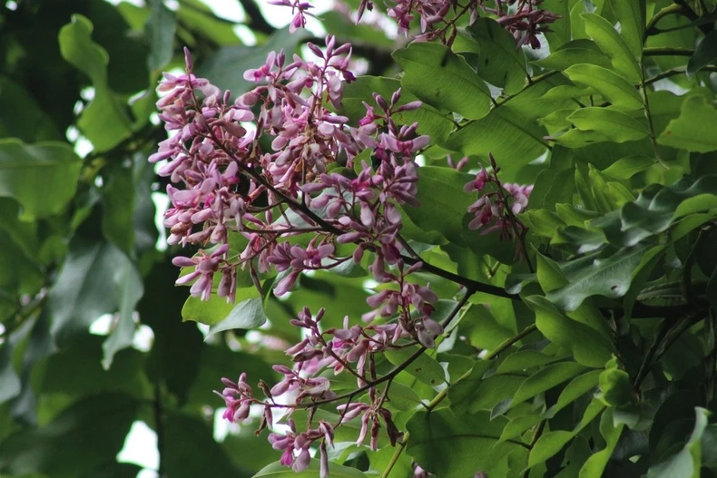 Kỳ lạ loài cây có khả năng "thuần hóa" sét để tiêu diệt kẻ thù