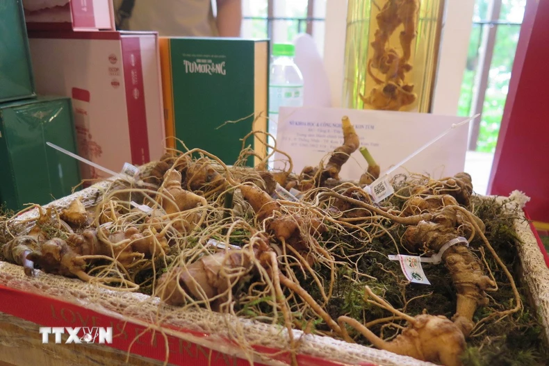 Sâm Ngọc Linh. (Ảnh: Dư Toán/TTXVN)