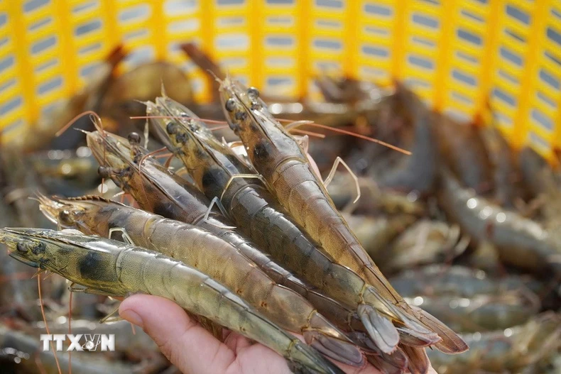Giá tôm nguyên liệu hiện có mức giá cao trong khoảng 1 năm trở lại đây. (Ảnh: TTXVN phát)