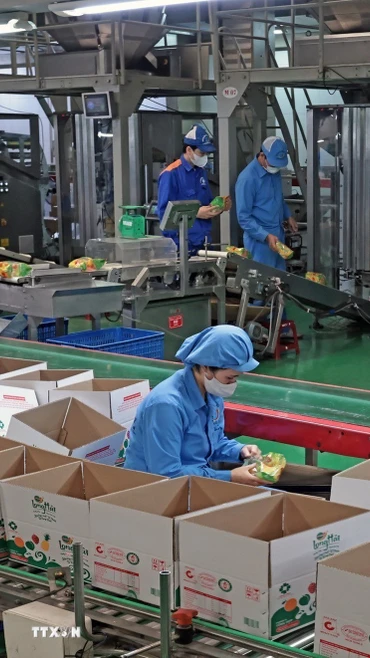 Công ty TNHH Long Hải, Cụm công nghiệp 1, phường Thạch Khôi, thành phố Hải Phòng mỗi năm sản xuất hàng trăm tấn sản phẩm tiêu thụ trong nước và xuất khẩu. (Ảnh: Trần Việt/TTXVN)