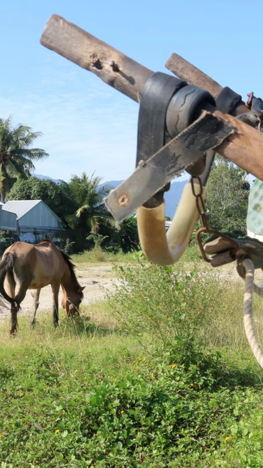 Lọc cọc xe ngựa Thất Sơn ở An Giang