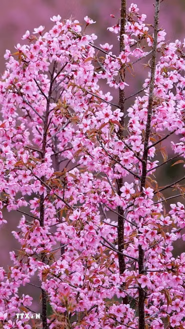 Hoa Tớ Dày khoe sắc hồng ở vùng cao