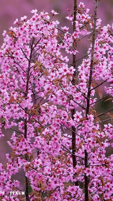 Hoa Tớ Dày khoe sắc hồng ở vùng cao