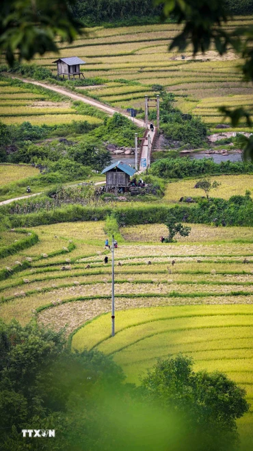 Cánh đồng ruộng bậc thang Huổi Thanh mùa lúa chín