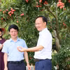 Ông Phạm Văn Thịnh – Phó Chủ tịch Uỷ ban Nhân dân tỉnh Bắc Giang giới thiệu trái vải tới những người xem trực tiếp trên toàn quốc. (Ảnh: TikTok Shop)