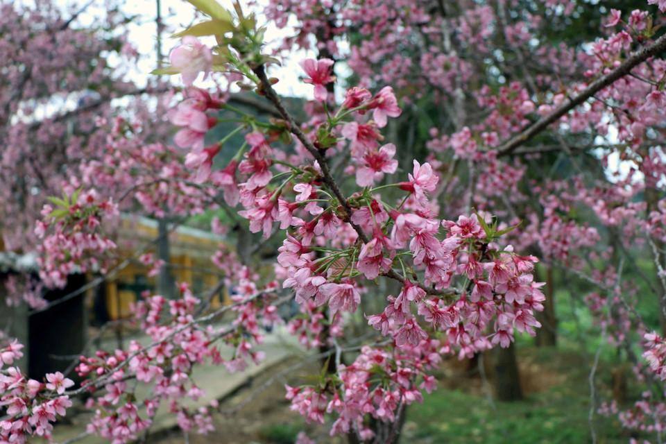 Hoa và lộc non của Tớ Dày cùng nảy nở, sinh sôi, nhưng lá non đã bị màu phớt hồng, đỏ rực của cánh hoa và nhụy hoa, kết nối thành từng chùm lấn át, giành lấy quyền sặc sỡ, tô điểm không gian. (Ảnh: Xuân Tiến/TTXVN)