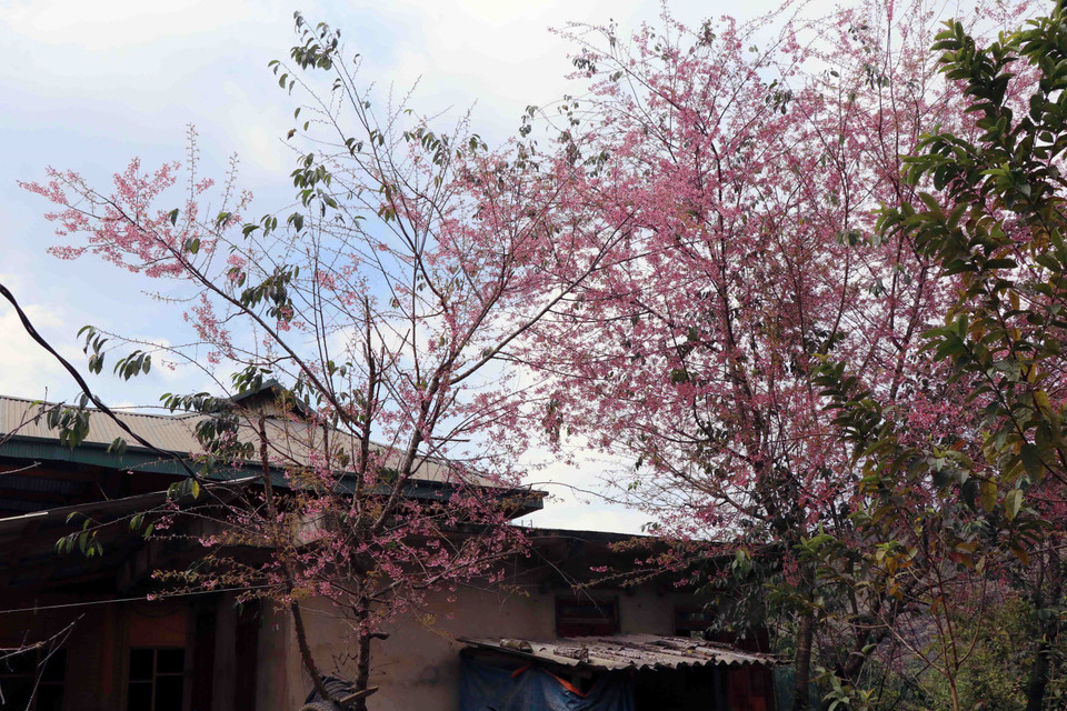 Hoa Tớ Dày bung nở bên hiên nhà của cộng đồng dân tộc Mông ở vùng cao Điện Biên Đông.(Ảnh: Xuân Tiến/TTXVN)