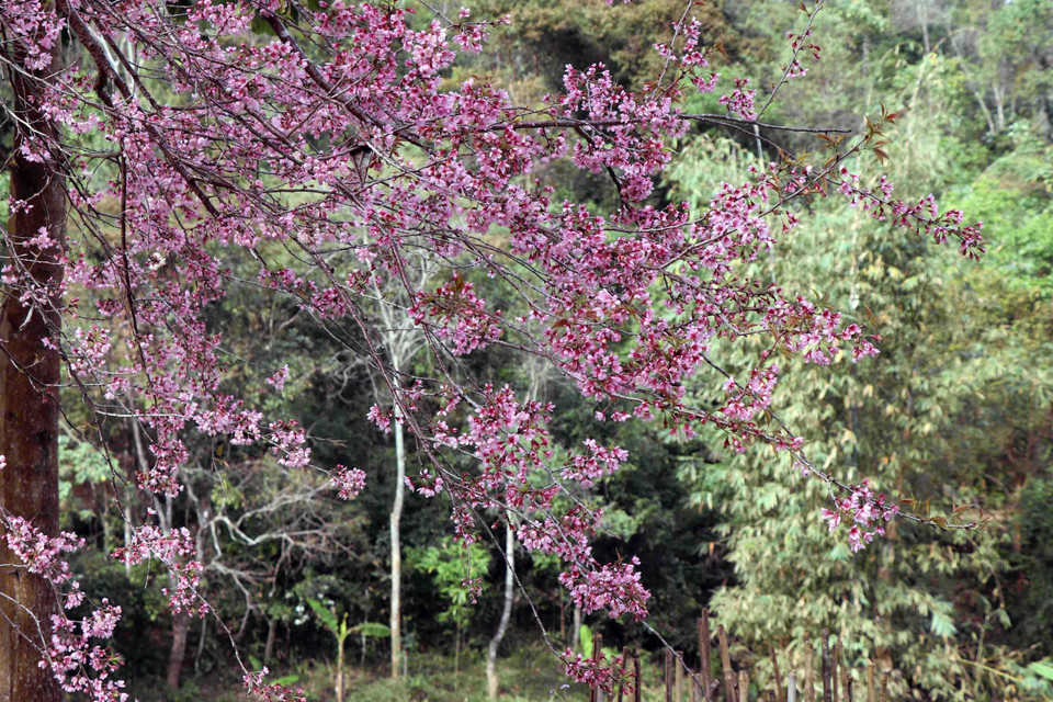 Tớ Dày thuộc loại thân gỗ, tán rộng, quen mọc ở trên những sườn đồi, triền núi, hay những thung sâu.(Ảnh: Xuân Tiến/TTXVN)