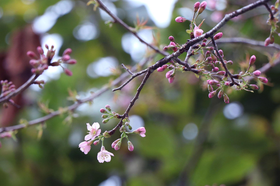 Bước vào tháng 11, năng lượng của cây sau quá trình gạn lọc, chắt chiu trong những ngày nắng nóng, mưa lạnh sẽ đổ dồn, tích tụ lên từng chồi non, nụ hoa.(Ảnh: Xuân Tiến/TTXVN)