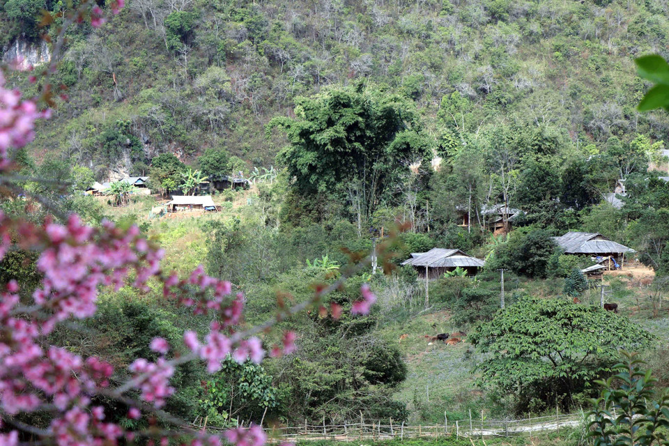 Khi hoa Tớ Dày nở, bản làng vùng cao, núi rừng như được khoác lên màu áo mới.(Ảnh: Xuân Tiến/TTXVN)