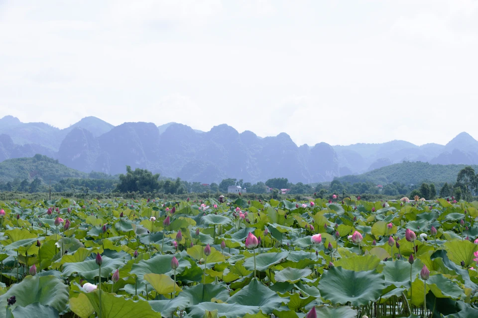 Xã An Phú nằm ở phía Tây Nam của huyện Mỹ Đức, cách trung tâm Hà Nội khoảng hơn 50km. Đến đây vào thời điểm hiện tại, du khách sẽ có khoảng thời gian vô cùng lý thú, cảm giác như lạc vào thung lũng hoa sen. (Ảnh: Hoài Nam/Vietnam+)