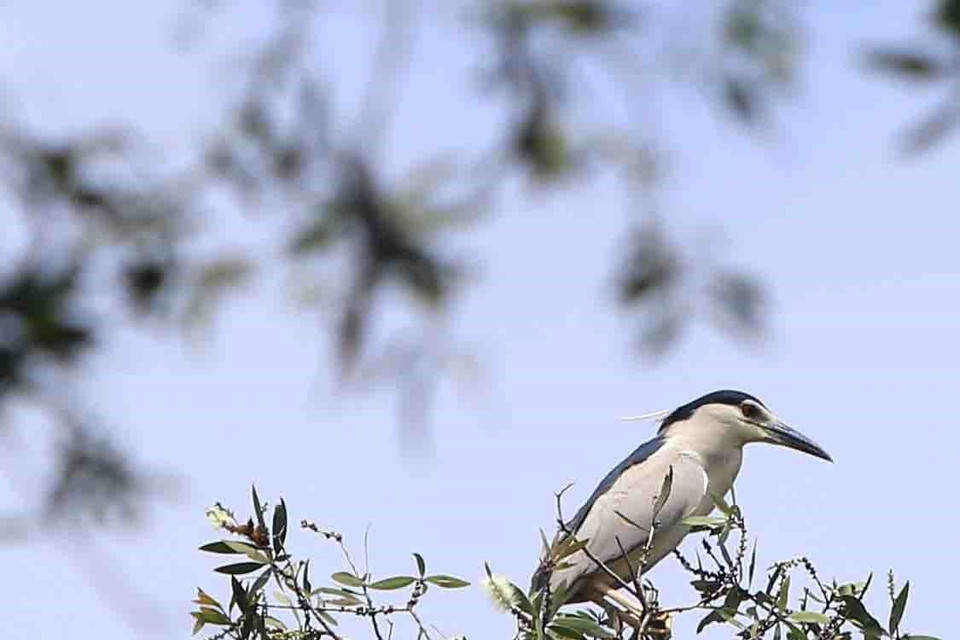 Rừng tràm Trà Sư là nơi sinh sống của hơn 70 loài chim. (Ảnh: Vũ Sinh/TTXVN)