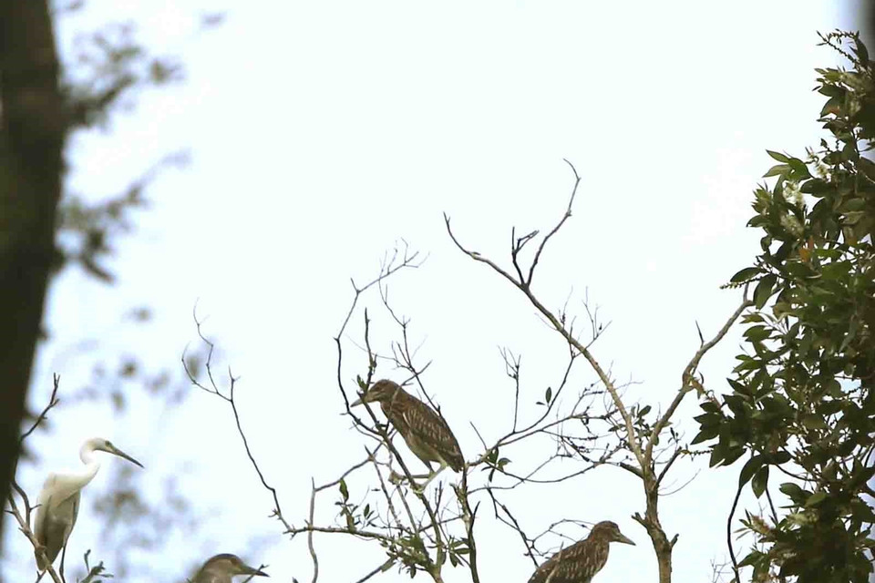 Rừng tràm Trà Sư là nơi sinh sống của hơn 70 loài chim. (Ảnh: Vũ Sinh/TTXVN)