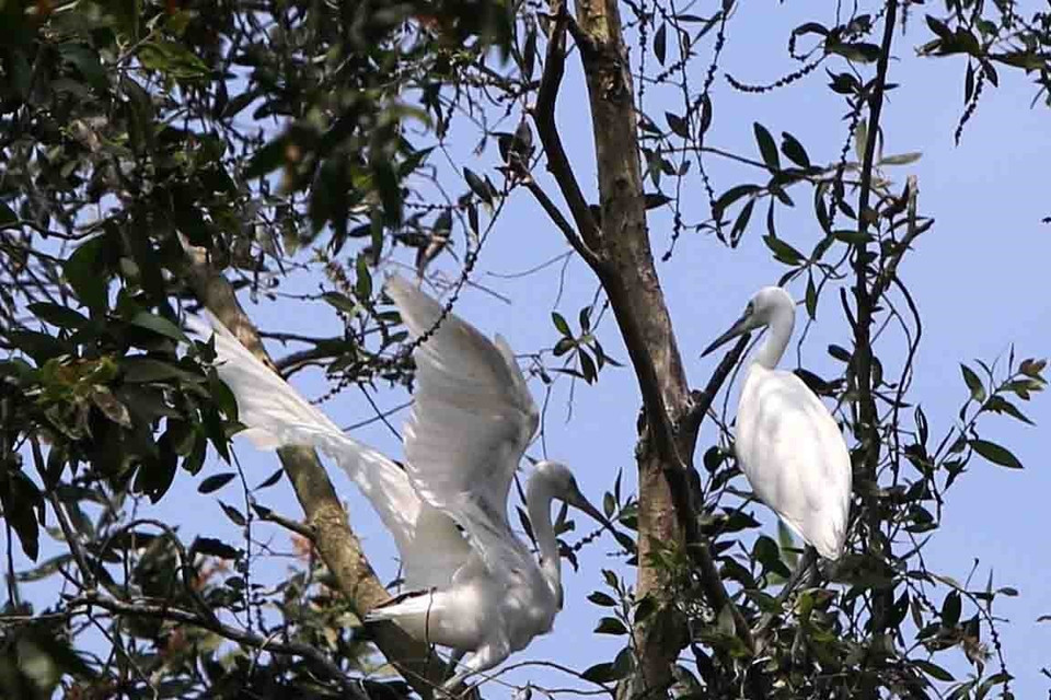 Loài cò trắng cư trú quanh năm trong rừng tràm Trà Sư. (Ảnh: Vũ Sinh/TTXVN)