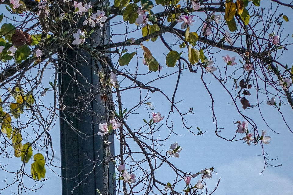 Hoa ban tô điểm cho những tuyến phố của Điện Biên. (Ảnh: Xuân Tư/TTXVN)