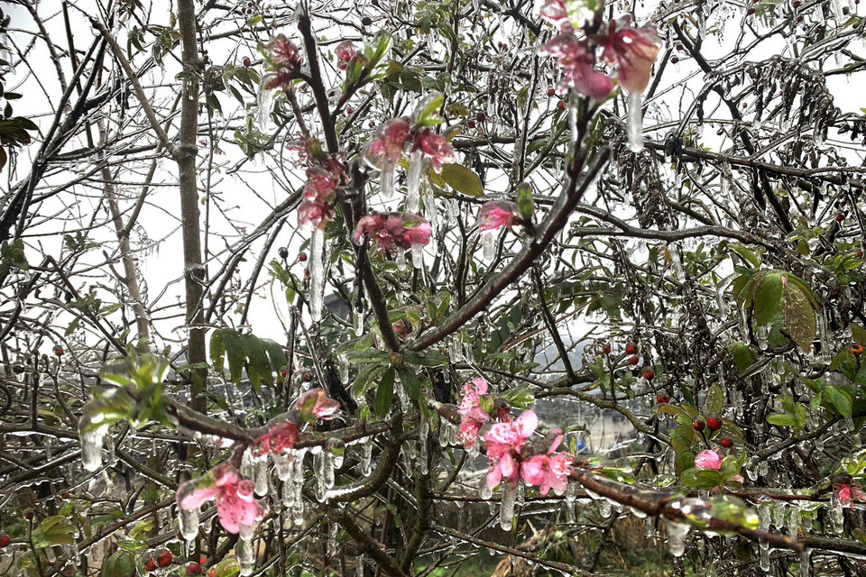 Băng giá phủ kín trên diện rộng ở Cao nguyên đá Đồng Văn. (Ảnh: TTXVN phát)