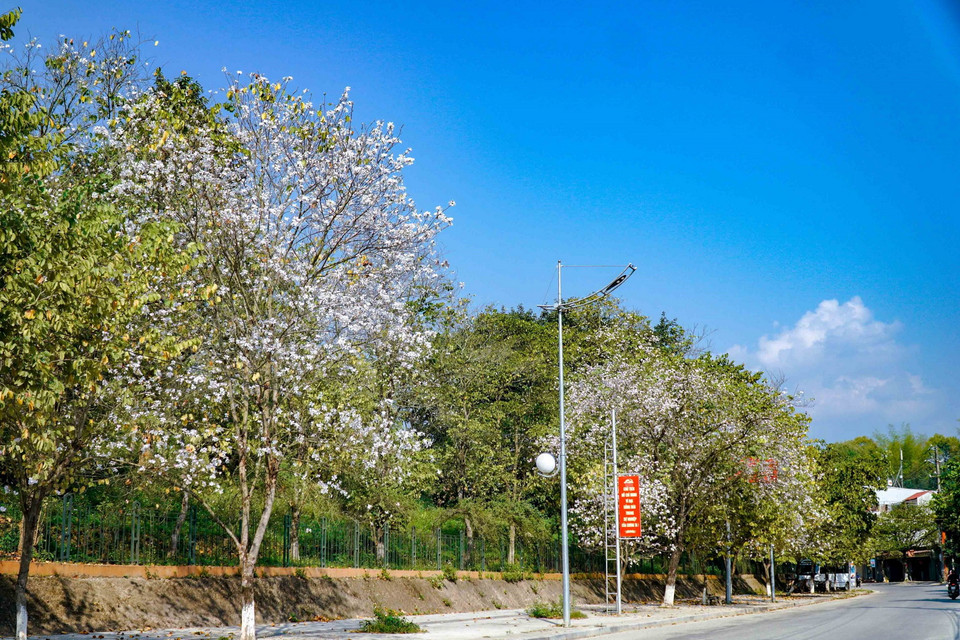 Hoa ban bung nở trên đường Hoàng Văn Thái, thành phố Điện Biên Phủ. (Ảnh: Xuân Tư/TTXVN)