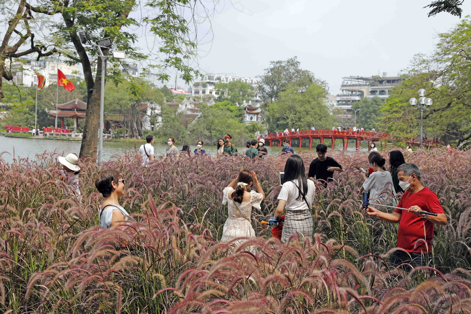 Vườn cỏ lau bên Hồ Gươm thu hút du khách chụp ảnh. (Ảnh: Trần Việt/TTXVN)