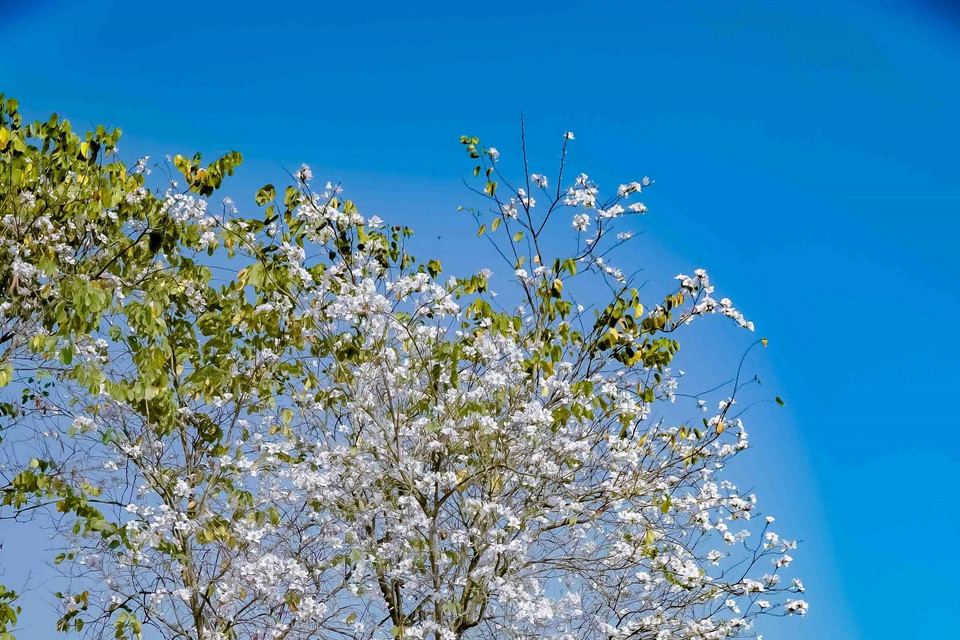 Một cây ban bung nở trắng xóa. (Ảnh: Xuân Tư/TTXVN)