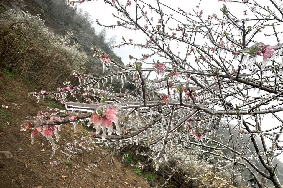 Đến gần trưa nay, nhiệt độ được ghi nhận dưới 0 độ C và băng giá vẫn tiếp tục bao phủ trên diện rộng. (Ảnh: TTXVN phát)