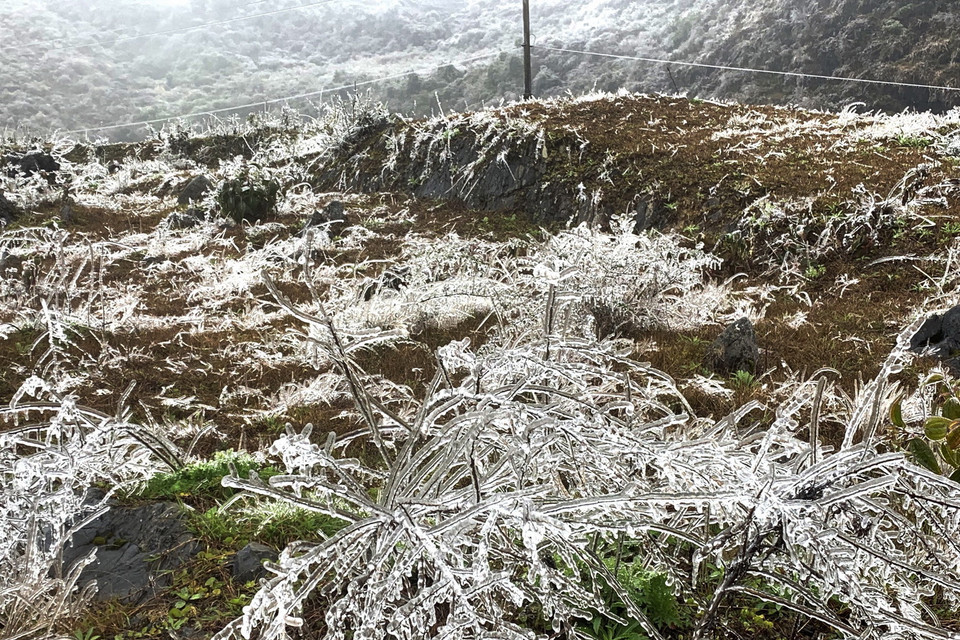Băng giá phủ kín trên ngọn cỏ ở Cao nguyên đá Đồng Văn. (Ảnh: TTXVN phát)