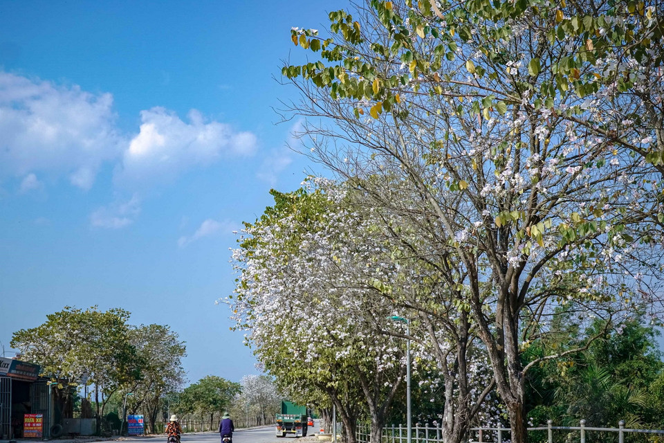 Hoa ban bung nở trên đường Nguyễn Hữu Thọ, thành phố Điện Biên Phủ. (Ảnh: Xuân Tư/TTXVN)