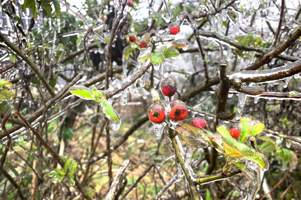 Do ảnh hưởng của không khí lạnh kết hợp với rãnh gió Tây trên cao nên ngày 20/2 tại Cao nguyên đá Đồng Văn đã xuất hiện băng giá. (Ảnh: TTXVN phát)