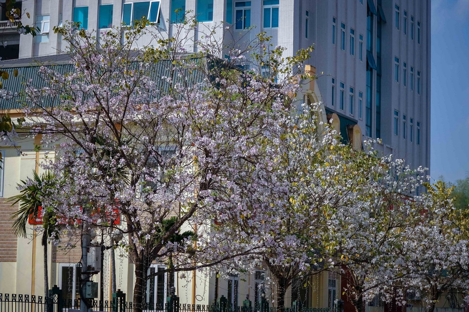 Những cây hoa ban nở trắng trên đường Võ Nguyên Giáp, thành phố Điện Biên Phủ. (Ảnh: Xuân Tư/TTXVN)