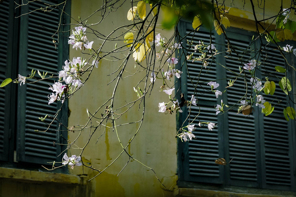 Những cành ban trắng buông lơi. (Ảnh: Xuân Tư/TTXVN)