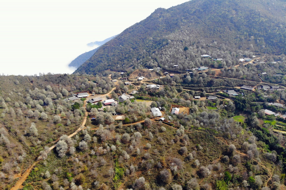 Cây sơn tra là cây đa mục tiêu, vừa tăng độ che phủ của rừng, vừa mang lại nguồn lợi từ thu nhập cho bà con ở Nậm Nghiệp. (Ảnh: Hữu Quyết/TTXVN)