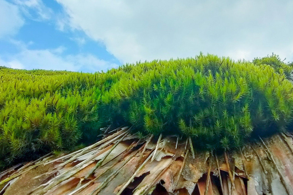  Những mảng rêu được hình thành, phát triển nhờ sự đặc thù của thời tiết ẩm, mát mẻ quanh năm. (Ảnh: Nam Thái/TTXVN)